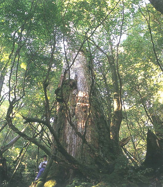 岩戸杉