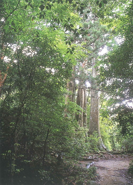 三本杉