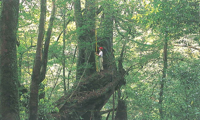 三本槍杉