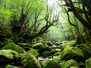 Rules for discarding garbage on Yakushima