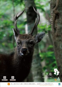 右上に「屋久島に呼ばれると人生が豊かになる」というキャッチコピーが書かれた深い森の中でこちらを見つめる角の生えた雄の屋久鹿の写真のポスター