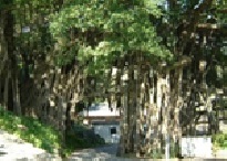 太い木の根や気根がカーテンのように垂れ下がり、その間から奥の建物や通路がわずかに見える、熱帯性の大きなガジュマルの木の写真