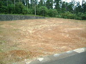 赤茶けた土が露出し、手前にわずかなアスファルトの端と縁石、奥には黒い石積みの擁壁と、その上に針葉樹の背の高い木々が茂る分譲地の写真