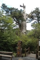 鬱蒼とした森の中に立ち、ひときわ大きくそびえる巨大な屋久杉を前景の石碑と木製の橋越しに捉え、その風格ある姿を写し出した写真