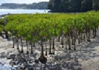 干潟に多数の常緑樹が生い茂り、遠くには静かな水面と陸地が見える、マングローブの林の様子を捉えた写真