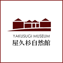 YAKUSUGI MUSEUM 屋久杉自然館