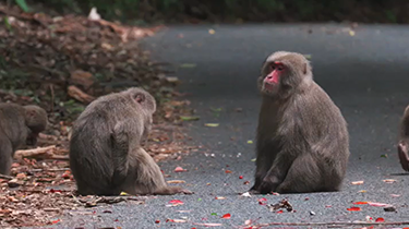 [写真]西部林道