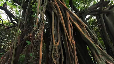 [写真]ガジュマル