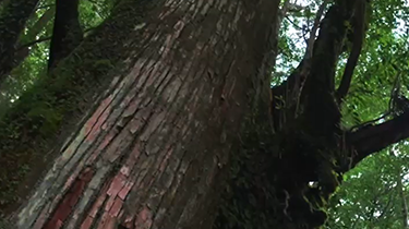 [写真]ヤクスギランドの大杉