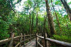 ヤクスギランド