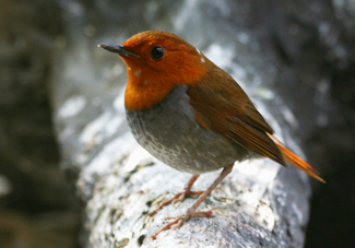 赤い頭部と胸を持ち、背中が茶色で腹部が灰色のヤクコマドリの写真
