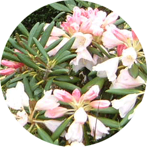 淡いピンクと白の花が密集して咲き、細長い濃緑の葉が放射状に広がるシャクナゲの花の写真