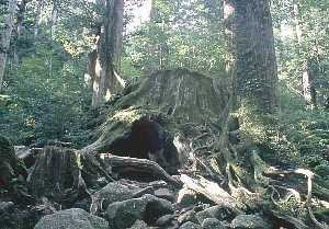 高木が立ち並ぶ緑豊かな森林を背景に、切り株の内部が空洞になった巨大なウイルソン株の写真