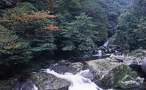 岩の間を白い水流が勢いよく流れ、周囲を濃い緑の木々が覆い、奥には小さな滝が見える白谷雲水峡の写真