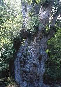 周囲を緑豊かな森林が取り囲む中に立っている、表面に苔や小さな植物が生え、幹が太くねじれた巨大な縄文杉の写真