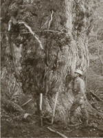 巨大な幹を持つ古木の前で作業服姿の人物が立ち、幹には測定用の棒や縄が取り付けられ、周囲は森林に囲まれた写真