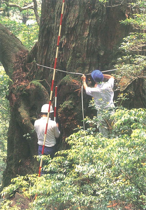 巨大な樹木の前で白のヘルメットと青の帽子を着用した二人が計測器具を使って幹周を測定している様子を周囲の茂み越しに捉えた写真