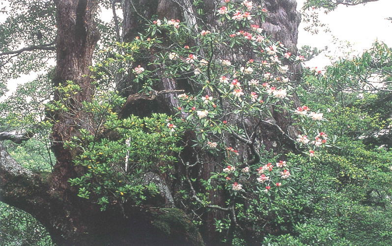 苔むして黒ずんだ巨木の表面に、淡いピンクと白のツツジ科の花が咲き誇り、周りを常緑樹の濃い緑が囲む、森林の風景写真