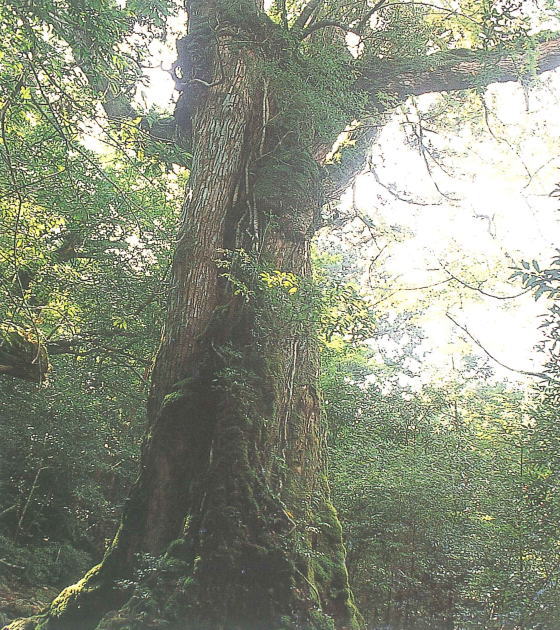 鬱蒼とした森の中で苔むした巨大な樹木が堂々とそびえ立ち、太い幹と広がる枝葉が柔らかな光に照らされる様子の写真