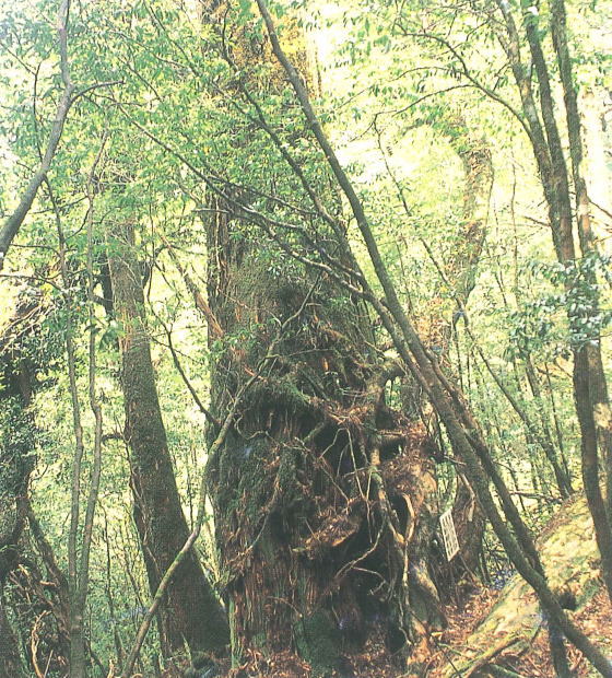 苔むした太い幹から複雑に枝が伸び、周囲を他の樹木に囲まれた、屋久島の森林にある巨大な屋久杉の木の写真