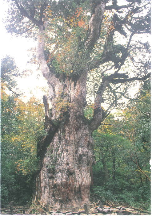 荘厳な森の中に立ち、分厚くごつごつした樹皮とねじれた枝を持つ巨大で堂々とした老木を捉えた縦長の写真