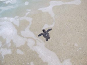 白い砂浜の浅瀬に小さな黒いウミガメが泳ぎ、周囲には透明な海水と白い泡が広がる浜辺の写真