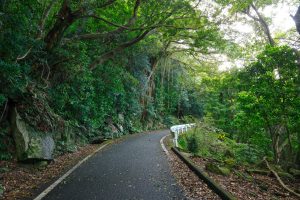 両側に深い緑の木々や岩が茂る森の中を、緩やかにカーブしながら延びていく舗装された道路を捉えた、自然豊かな風景写真
