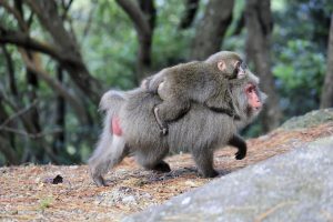毛並みの茶色い大きなヤクシマザルが一頭、背中に小さな子猿を乗せ、森林の中で地面の上を歩いている様子を横から捉えた野生動物の写真