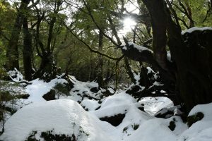雪解けが進む森林の小道で、地面と岩には白い雪が残る一方、常緑樹の濃い緑の葉が茂り、木々の間からは明るい太陽の光が差し込む静寂な山中の風景の写真