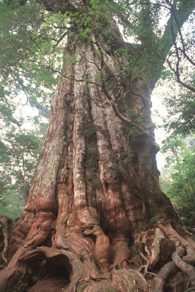 周囲を緑の木々が囲む中に、表面に深い縦筋と苔が見え幹が太く複雑にねじれた巨大な屋久杉が立っている写真