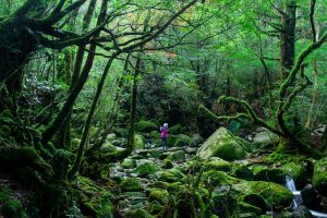 苔むした岩や木々が連なる深い森の中を、紫色のジャケットを着た人が石の道を歩いている、神秘的な雰囲気の景色の写真