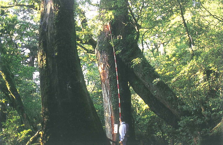 鬱蒼と茂る緑深い森の中で、巨大な屋久杉の横たわる幹の側で紅白のポールを使い杉の巨木の太さと大きさを図っている作業員の写真