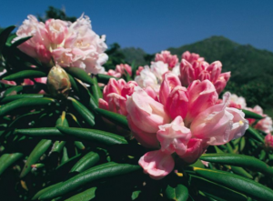 濃い緑色の葉に囲まれた、薄いピンク色から中央に向かって濃いピンク色になっているたくさんの花びらが付いたシャクナゲの花の写真