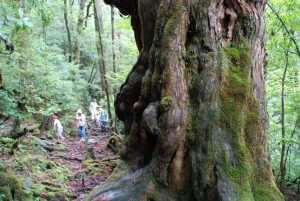 苔むした太い屋久杉の幹越しに、木々の中を歩く登山者たちを写した写真