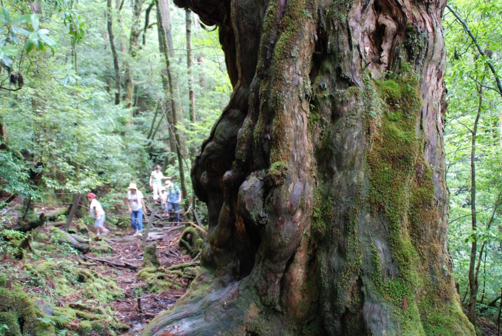 緑の木々の間を数人の登山客が歩いており、手前には苔むしてたくさんのコブがある屋久杉の巨木が立っている様子の写真