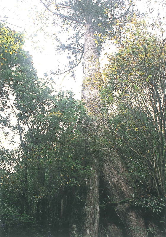 周りの木々より際立って高くそびえ立つ、垂直な幹を持つ巨大な常緑樹を、下から見上げるように捉えた写真