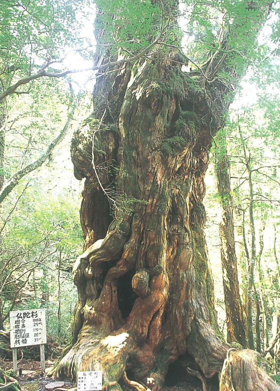 巨大な屋久杉の力強い幹が画面中央に大きくそびえ立ち、周囲の森の緑が背景を構成している写真