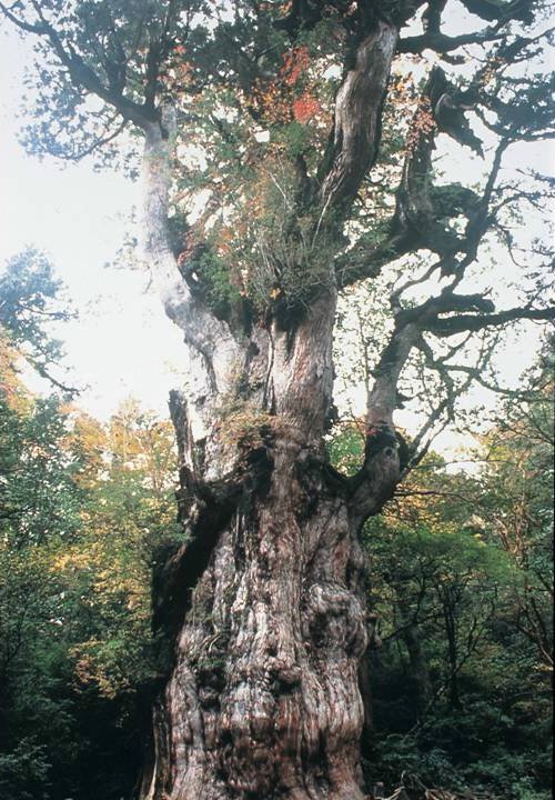 たくさんのコブができた太い幹の上に太い枝がいくつも伸び、上には赤い花をつけた植物が茂った縄文杉の写真