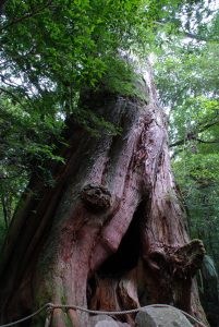緑の葉をつけた枝に囲まれ、下の方に洞がある太い杉の木の幹の写真