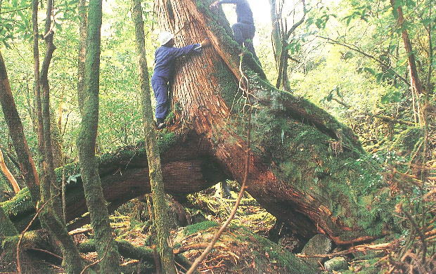 苔むした巨木の幹が大きく二股に分かれ、その下を人がくぐれるほどの隙間ができており、青い作業服と白いヘルメットを着用した人物が木を抱きかかえるように触れて胴回りを計測している写真