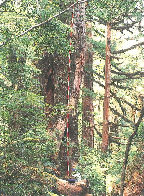 常緑樹林の中で、幹に苔が生えた巨大な木が直立し、木の高さを示す赤と白の測量ポールが添えられている写真