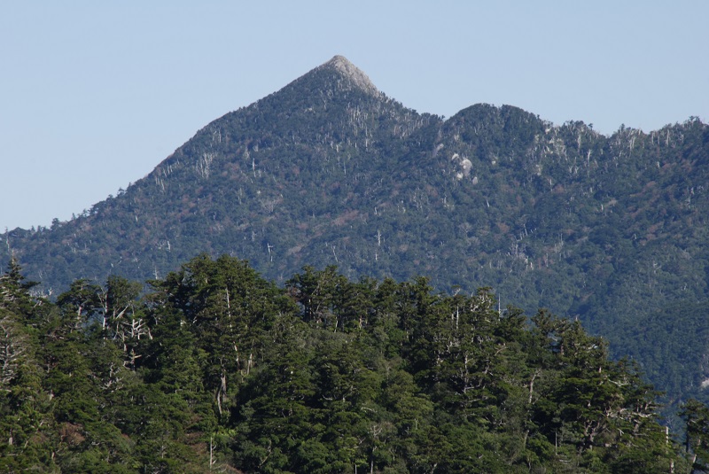 手前に濃い緑の樹木が密集する森林が広がる奥に見えている尖った山頂を持つ愛子岳の写真