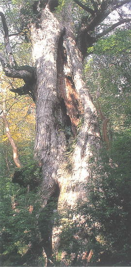 うっそうとした森林の中で、空に向かって高くそびえ立つ、深く縦に亀裂の入った樹皮と、上部の枝に苔が見られる、生命感あふれる巨木の縦長の写真
