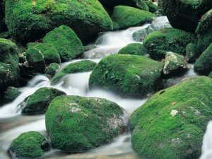 苔むした大きな岩の間を勢いよく水が流れている写真