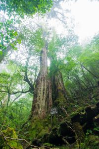 苔むした森の斜面に、遥か上空まで伸びる巨大な杉の木が立っている写真