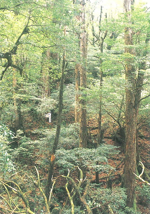 うっそうと茂る深緑の森の中、高くそびえる多数の木々が立ち並び、下層には背の低い常緑樹や倒木、腐葉土が広がる屋久島の風景を縦長に捉えた写真