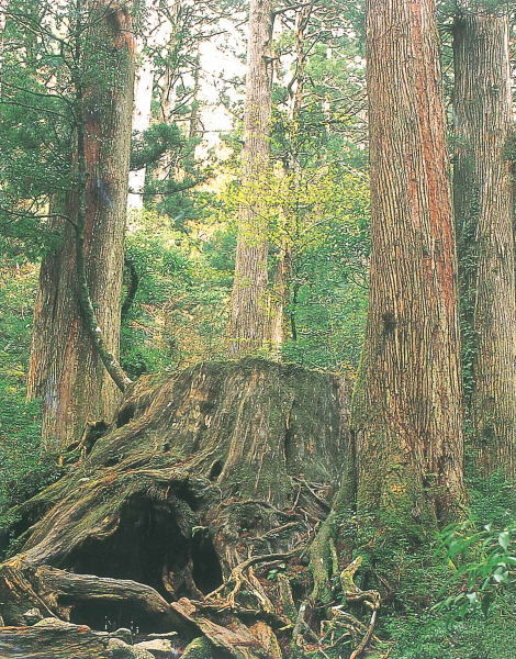苔が生えた巨大な切り株が中央に鎮座し、その周りを樹皮のデコボコが特徴的な高くまっすぐな木々が囲んでおり、下部には複雑な根がむき出しで地面を覆い、背景には緑豊かな木々が連なる、神秘的な原生林の風景写真