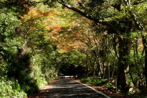 枝を伸ばした木々のトンネルの間の道路の写真
