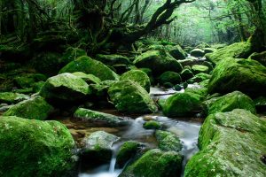 一面に苔が生えた巨大な岩々がゴロゴロ転がり、その間を清らかな水が流れる、幻想的な森の渓谷の景色の写真
