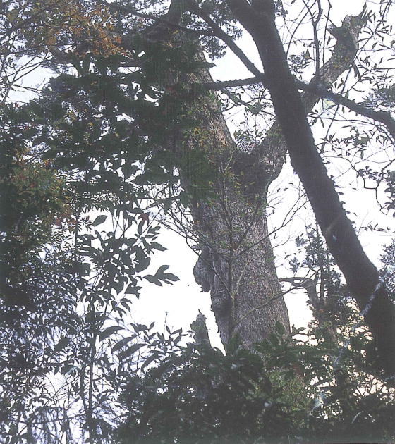 鬱蒼とした枝葉の隙間から太くそびえる巨木の幹が見え、夕方の淡い光を背景に力強い樹姿が浮かび上がる写真